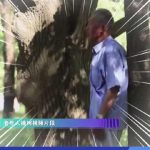 The Hidden Dangers of Tree-Impact Exercise for Seniors